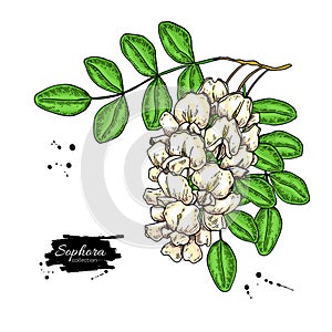 Sophora Japonica vector drawing. Hand drawn botanical branch with flowers and leaves.