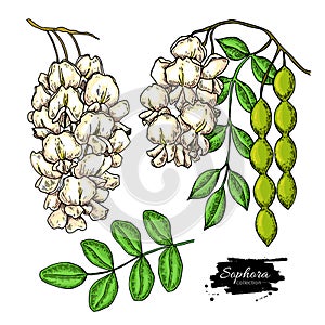 Sophora Japonica vector drawing. Hand drawn botanical branch with flowers, pod and leaves.