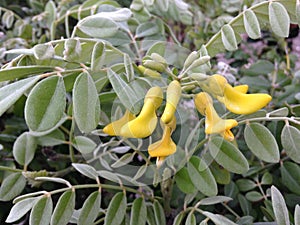Sophora Tomentosa (Necklacepod) Plant Blossoming.