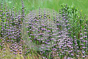 Sopnic tuber ( Latin Phlomis tuberosa)