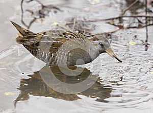 Sora bird eating in water isolated photo