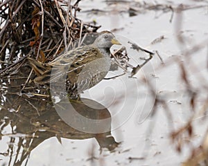 Sora bird in water isolated photo