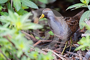 Sora Forages at the Lake Apopka Wildlife Drive, Florida photo