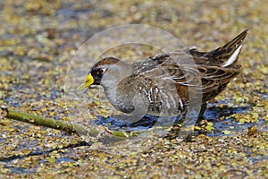 Sora Foraging in a Shallow Marsh - Florida photo