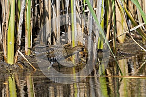 Sora foraging in a wetland
