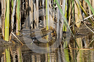 Sora foraging in a wetland photo