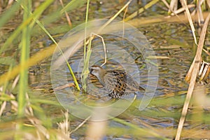 Sora in a Marshland on the hunt photo
