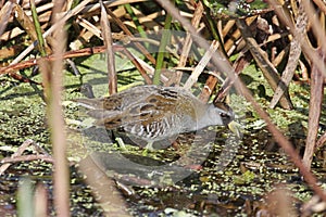 Sora (Porzana carolina) photo