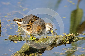 Sora (Porzana carolina) photo