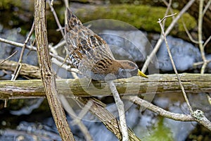 Sora or Porzana carolina in wet marshy habitat. photo