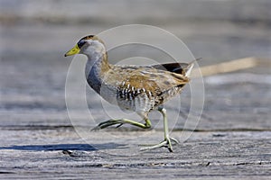 Sora Rail on Boardwalk   807006 photo