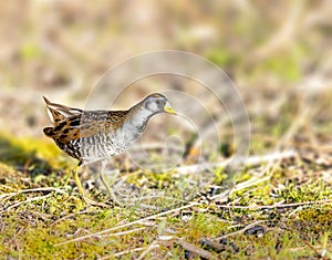 Sora rail or sora crake looking for food by a lake photo