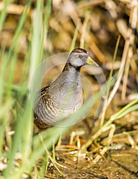 A Sora Rail Foraging In A Marsh