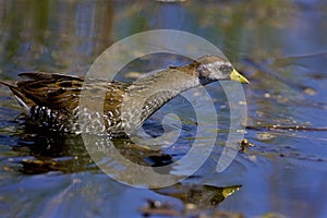 Sora Rail Hunts  807001 photo