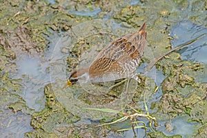 A Sora Searching a Wetland for Food photo