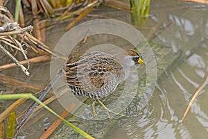 A Sora Searching the Wetlands for Food photo