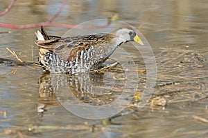 Sora - Porzana carolina photo