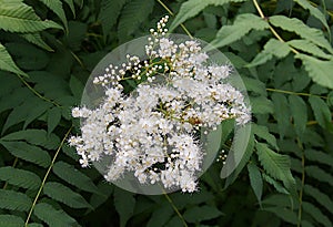 Sorbaria sorbifolia in the garden