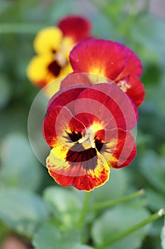 Sorbet Fire violas photo