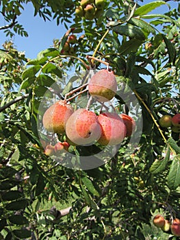 Sorbs in fruit tree . Tuscany, Italy