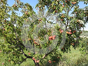 Sorbs in fruit tree . Tuscany, Italy