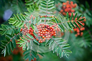 Sorbus