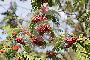 Sorbus acuparia tree detail in the autumn