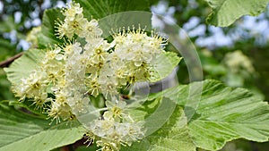 Sorbus alnifolia branch with small white flowers and green leaves close up.