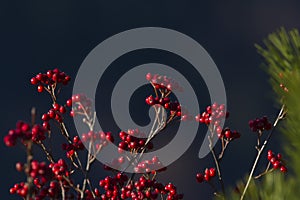 Sorbus aria in autumn season, Vosges, france