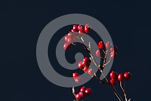 Sorbus aria in autumn season, Vosges, france