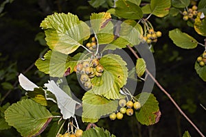 Sorbus aria branch close up