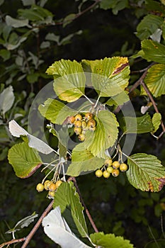 Sorbus aria branch close up