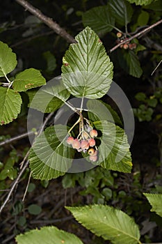 Sorbus aria branch close up