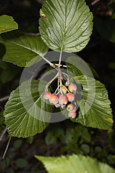 Sorbus aria branch close up