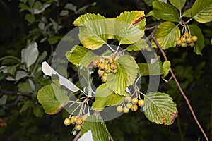 Sorbus aria branch close up photo