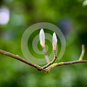 Sorbus aria `Lutescens`, Golden Whitebeam, in bud