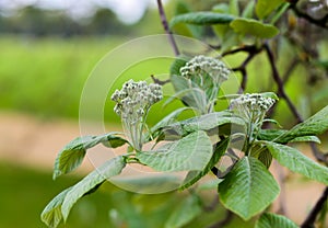 Sorbus aria `Lutescens`, Golden Whitebeam, in bud photo