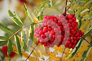 Sorbus aucuparia