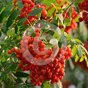 Sorbus aucuparia ashberry rowan tree mountain ash S. sorb service shrub, red ripe fruits, leaves, bright vertical sunny rowanberry photo