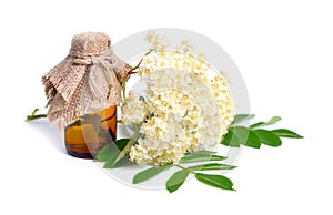 Sorbus aucuparia flowers isolated on white background