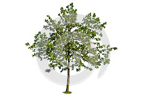 Sorbus aucuparia, known also as rowan or mountain-ash, isolated on white background