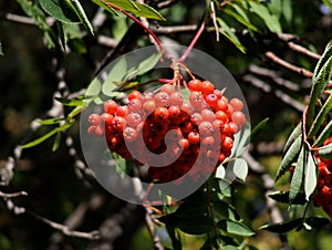 Sorbus Aucuparia Or Mountain Ash Or Rowan Berries