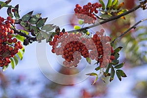 Sorbus aucuparia moutain-ash rowan tree branches with green leaves and red pomes berries on branches