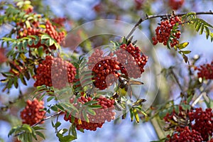 Sorbus aucuparia moutain-ash rowan tree branches with green leaves and red pomes berries on branches