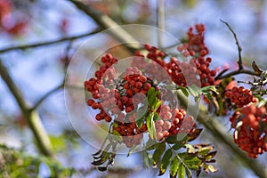 Sorbus aucuparia moutain-ash rowan tree branches with green leaves and red pomes berries on branches