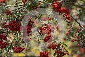 Sorbus aucuparia moutain-ash rowan tree branches with green leaves and red pomes berries on branches