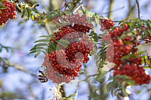 Sorbus aucuparia moutain-ash rowan tree branches with green leaves and red pomes berries on branches