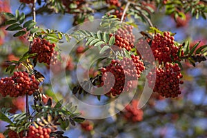 Sorbus aucuparia moutain-ash rowan tree branches with green leaves and red pomes berries on branches