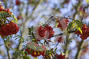 Sorbus aucuparia moutain-ash rowan tree branches with green leaves and red pomes berries on branches