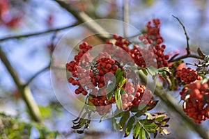 Sorbus aucuparia moutain-ash rowan tree branches with green leaves and red pomes berries on branches photo